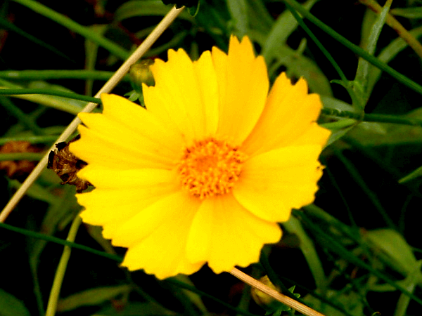 Coreopsis lanceolata