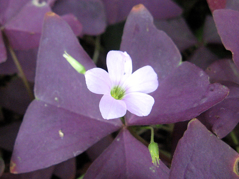 オキザリス トライアングラリス Oxalis Triangularis かぎけん花図鑑