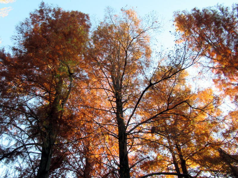 Bald cypress