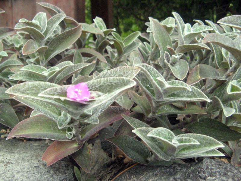 Tradescantia sillamontana