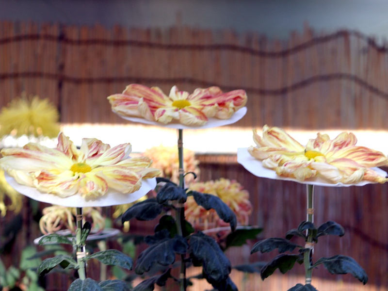 Ichimonnjigiku (florists’ daisy)