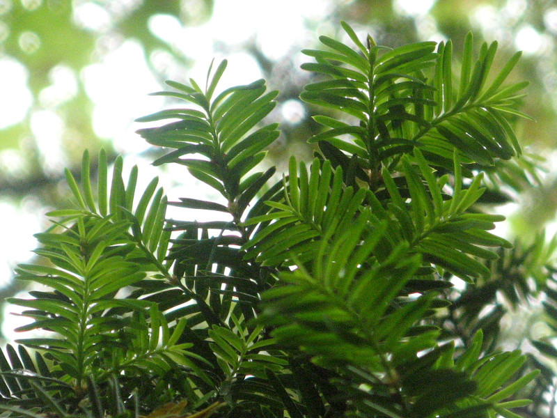 イチイ Taxus Cuspidata かぎけん花図鑑