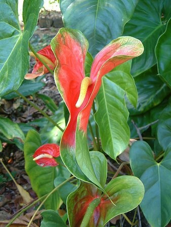 Anthurium