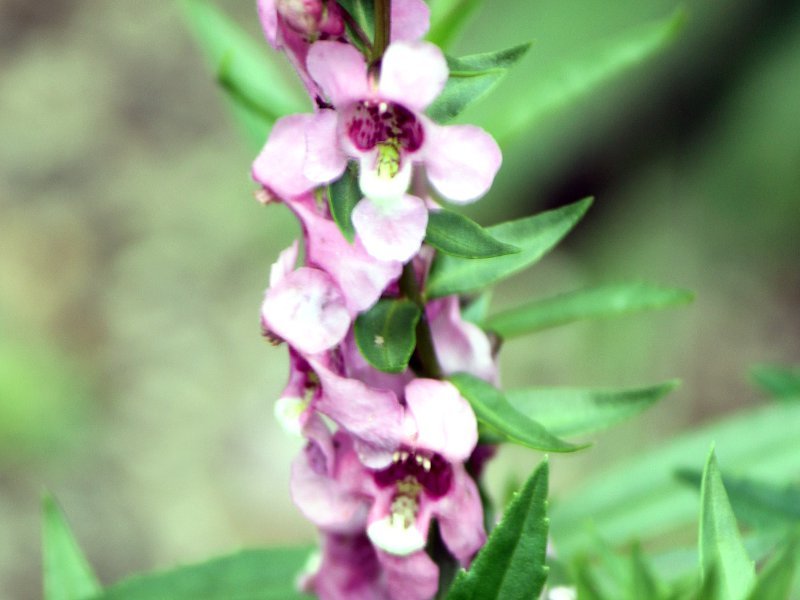 Angelonia serena