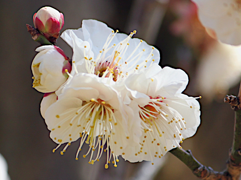 Prunus mume 'Choju'