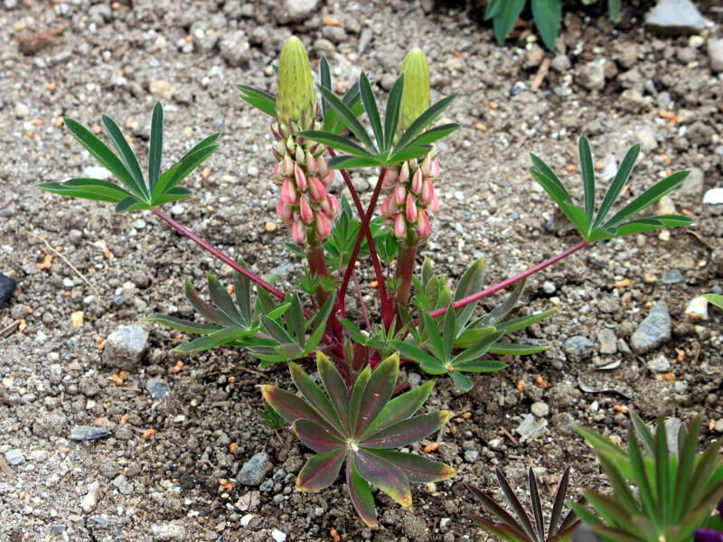 Garden lupin