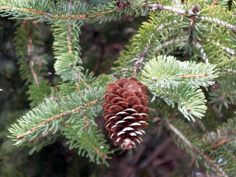 Picea torano