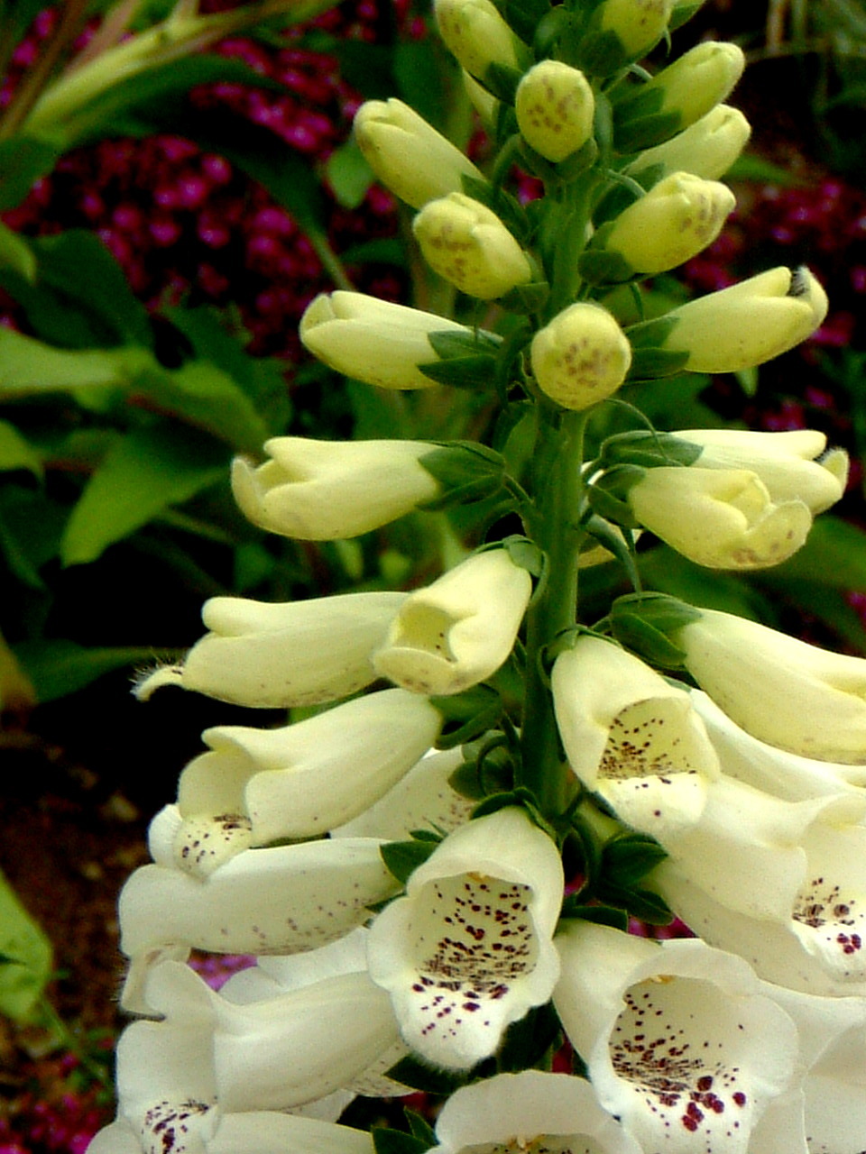 ジギタリス Digitalis Purpurea かぎけん花図鑑