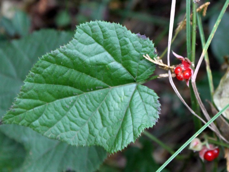 Rubus buergeri