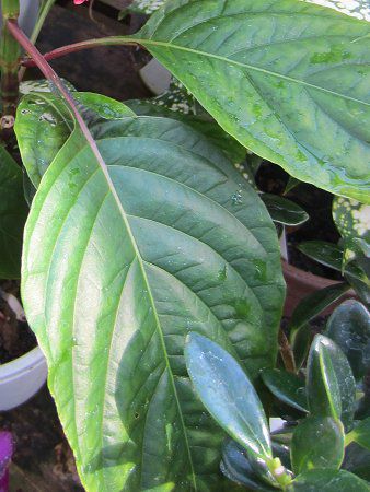 Bergamot