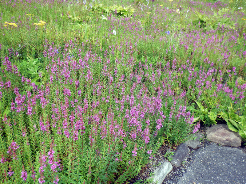 Lythrum anceps