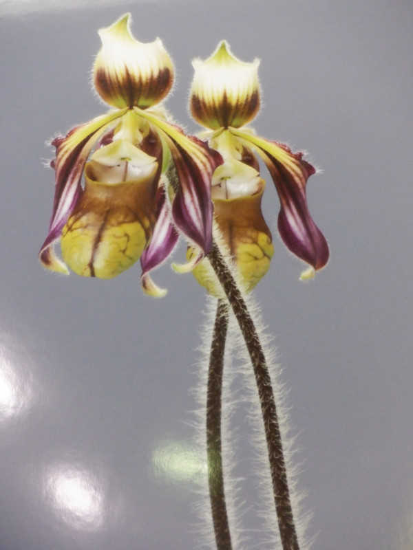 つく6パフィオペデイルム サンギイ（Paphiopedilum sangii）