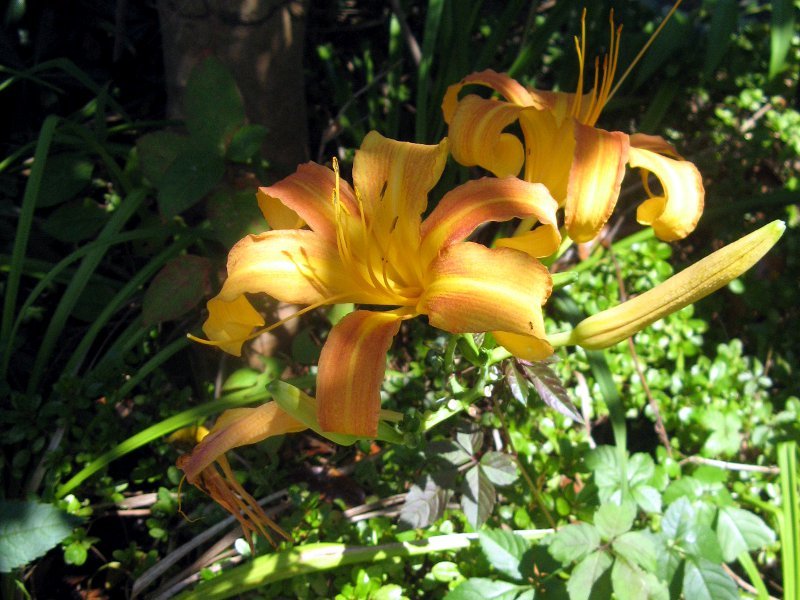 ノカンゾウ Hemerocallis Fulva Var Longituba かぎけん花図鑑