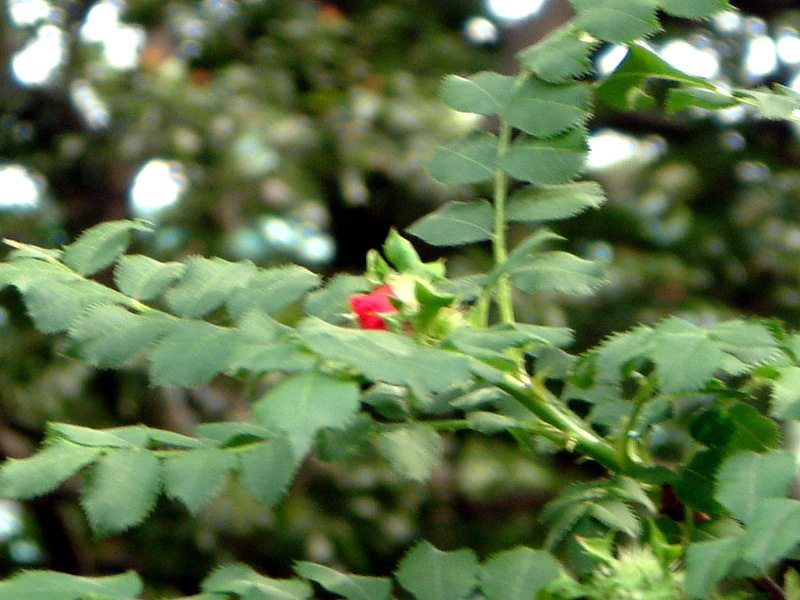 サンショウバラ Rosa Hirtula かぎけん花図鑑