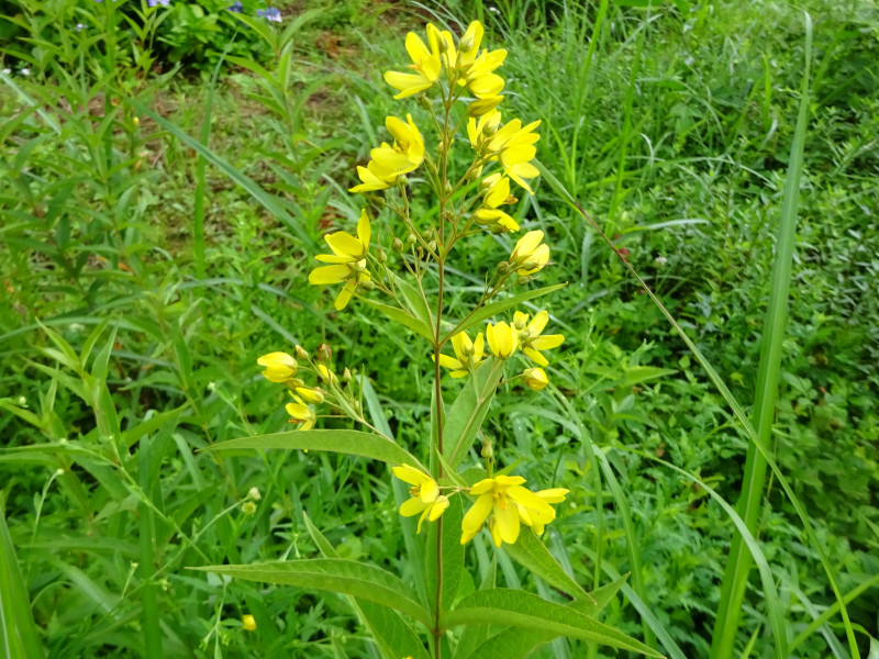 yellow loosestrife