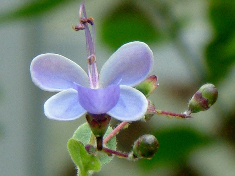 Clerodendrum ugandense