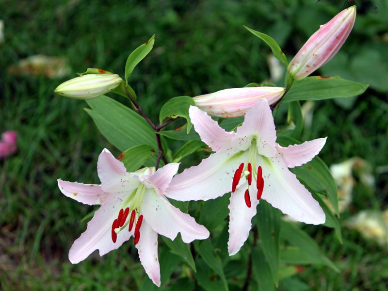 マルコポーロ Lilium Marco Polo かぎけん花図鑑