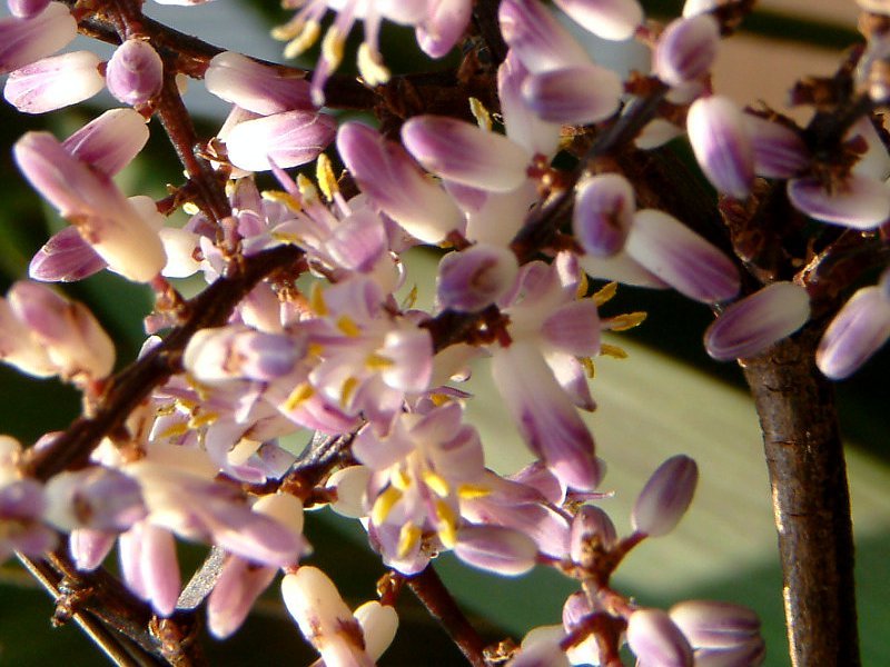 Cordyline stricta