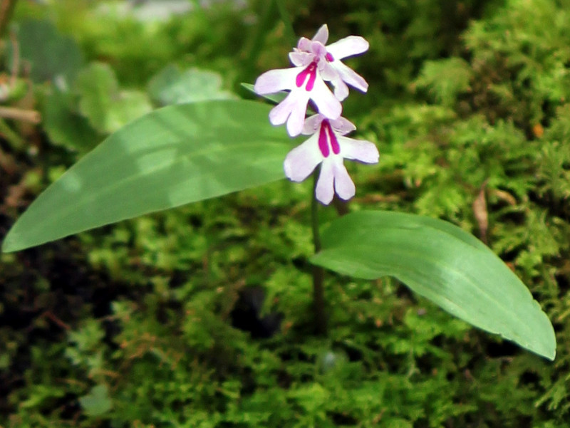 岩千鳥 Ponerorchis Keiskei 科技研花图画书