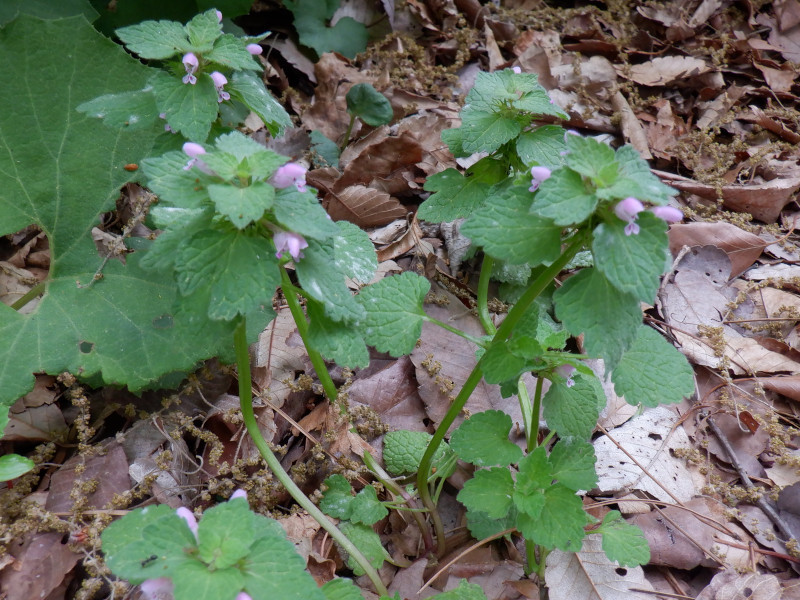 ヒメオドリコソウ Lamium Purpureum かぎけん花図鑑