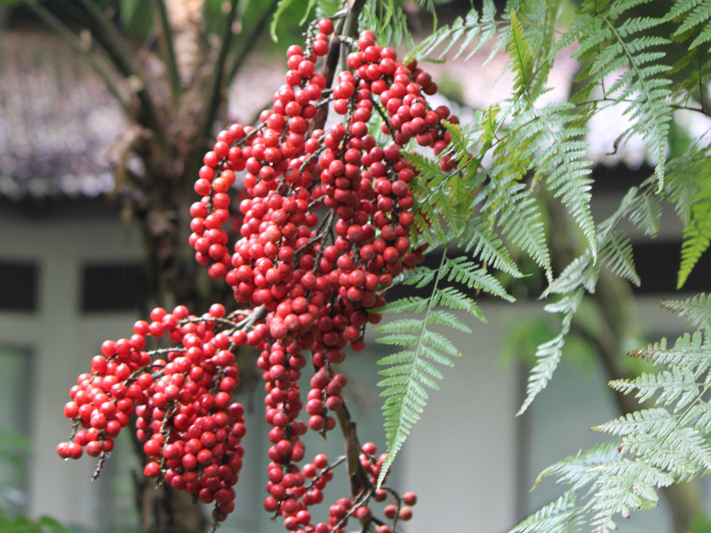 ウチワヤシ Licuala Grandis かぎけん花図鑑