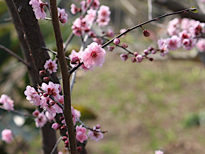 Prunus blirean 