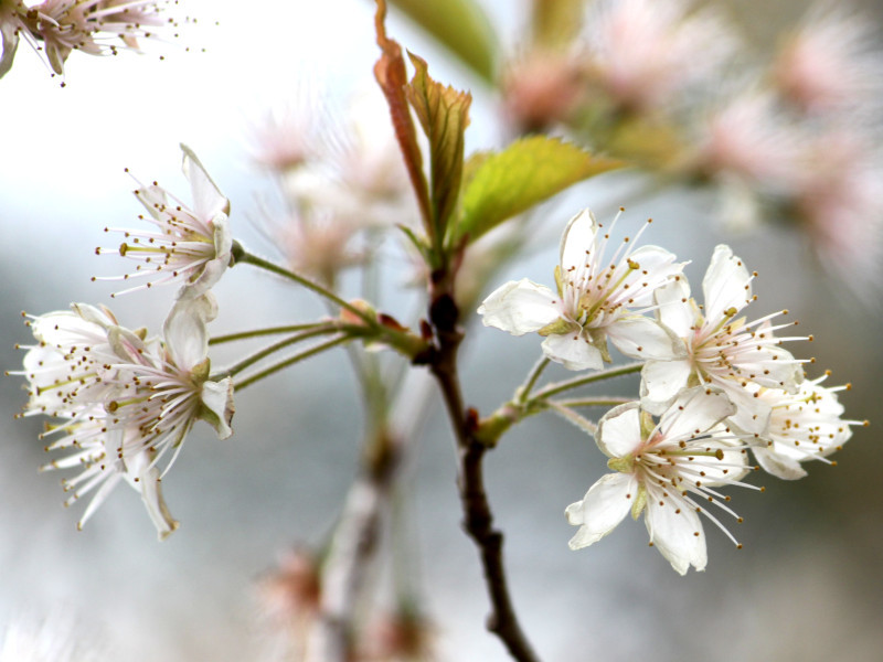 霞櫻 Cerasus Pseudo Cerasus 科技研花图画书