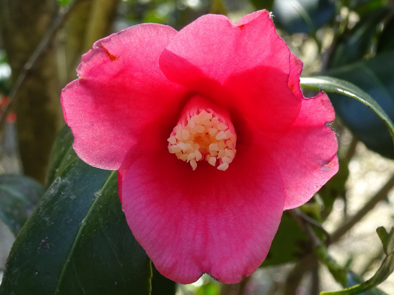 茶花佐渡侘助 Camellia Japonica Sado Wabisuke 科技研花图画书