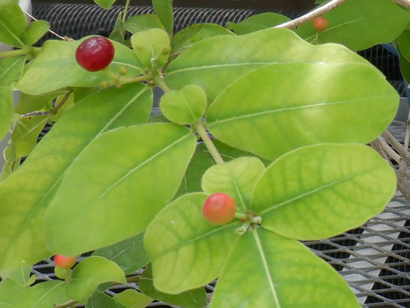 Rauvolfia tetraphylla