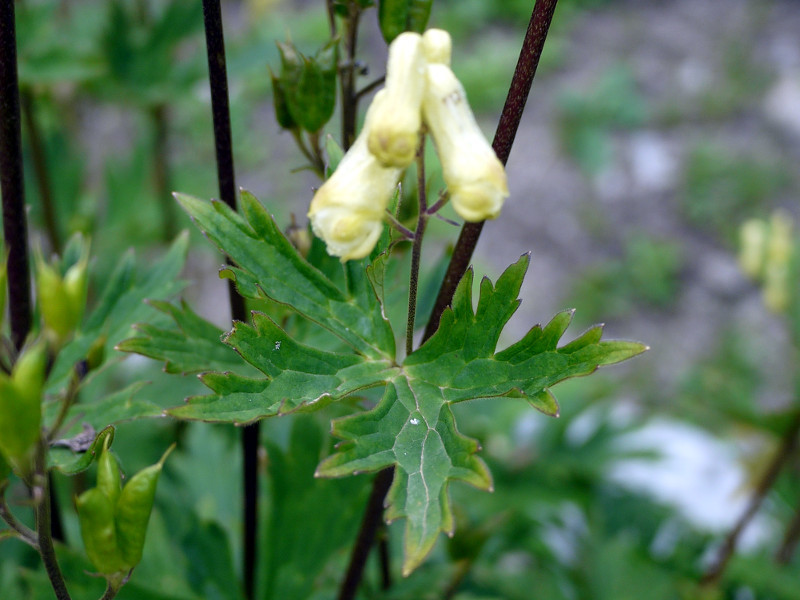 Aconitum lycoctonum