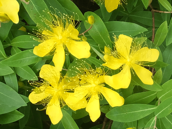 Hypericum monogynum