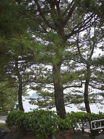 Japanese black pine