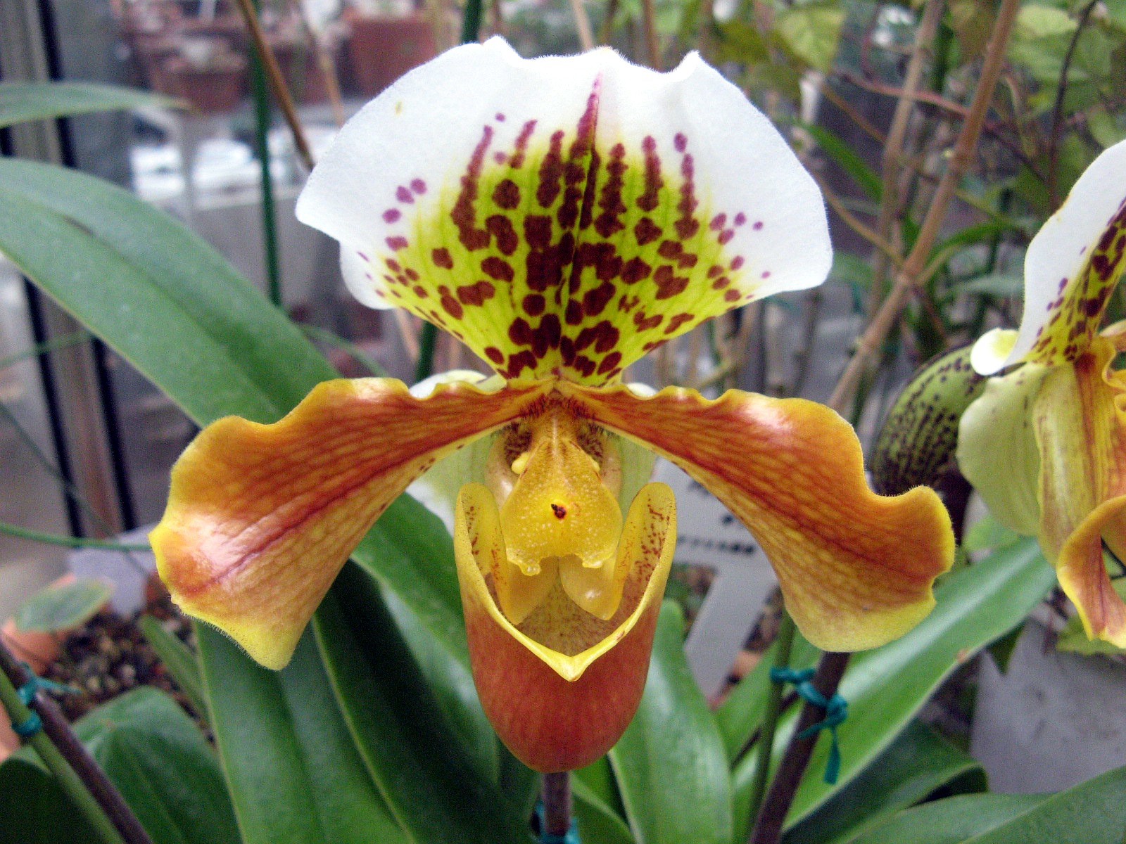 パフィオペディルム インシグネ Paphiopedilum Insigne かぎけん花図鑑