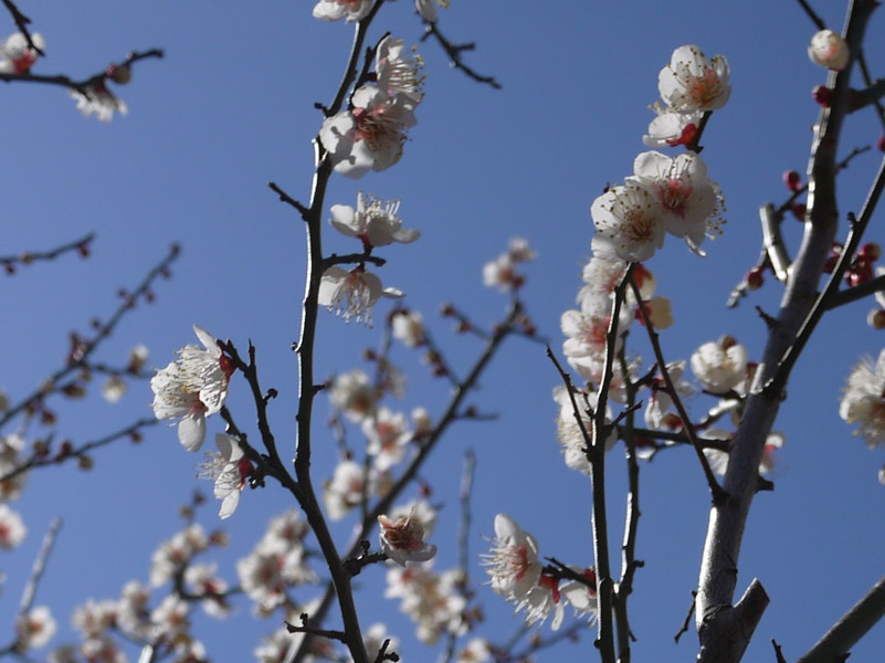 Prunus mume 'Koshusaisho'