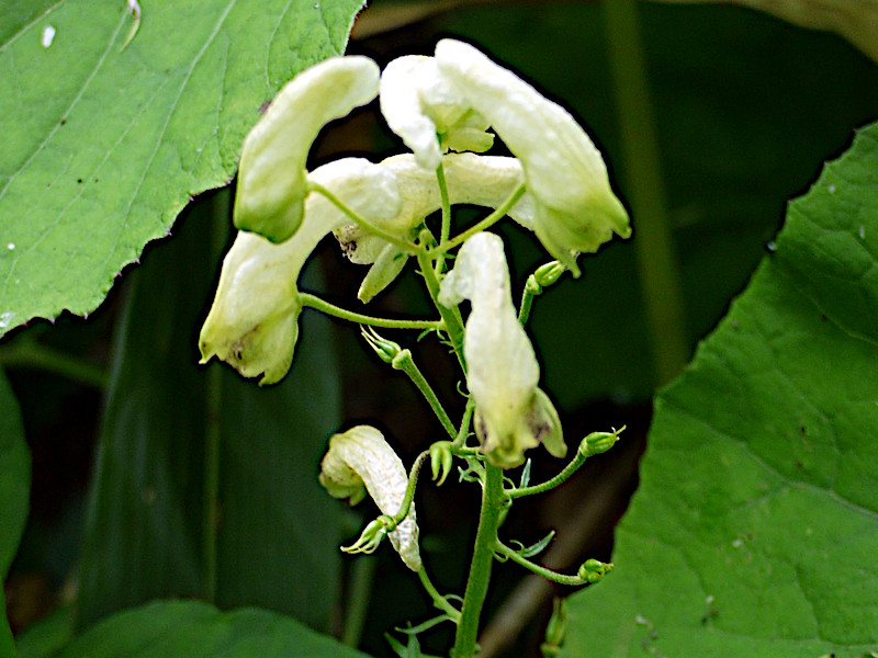 Aconitum iinumae