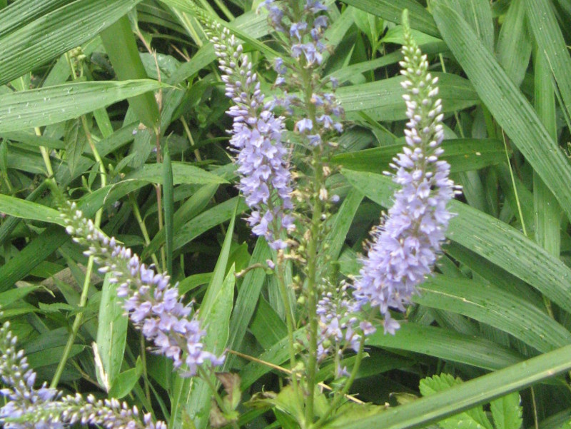 Veronicastrum japonicum
