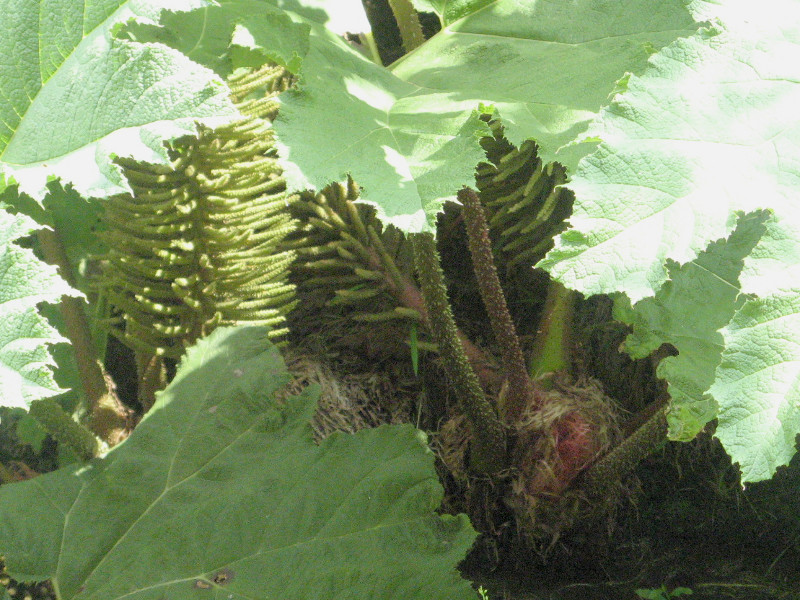 Gunnera manicata