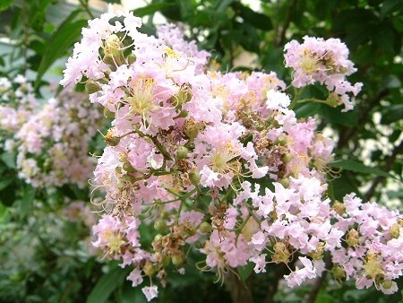 Lagerstroemia Indica