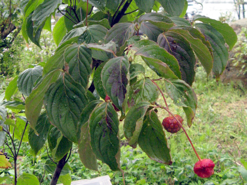 Japanese Flowering Dogwood