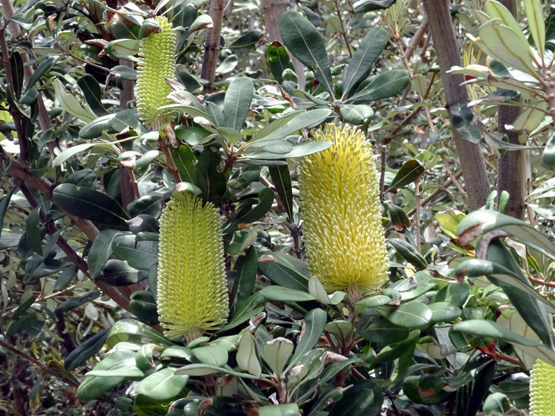 コースト バンクシア Banksia Integrifolia かぎけん花図鑑