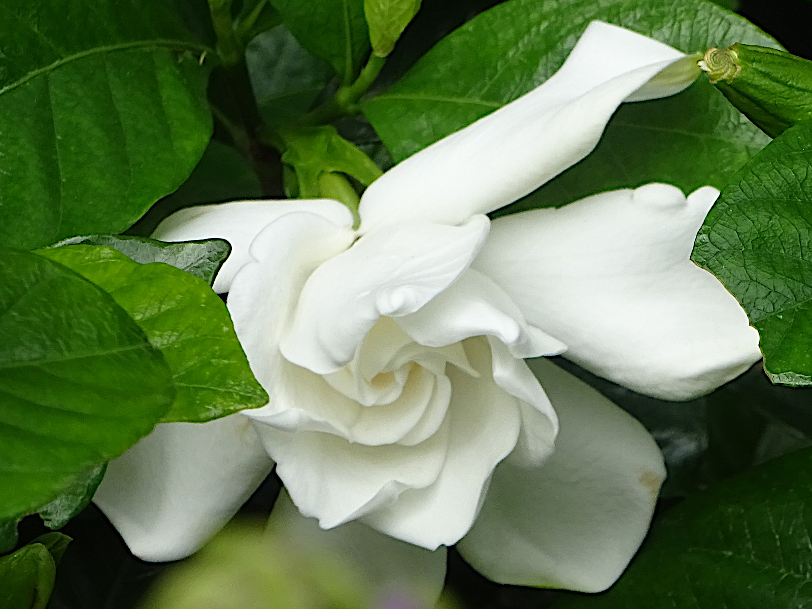 Gardenia jasminoides