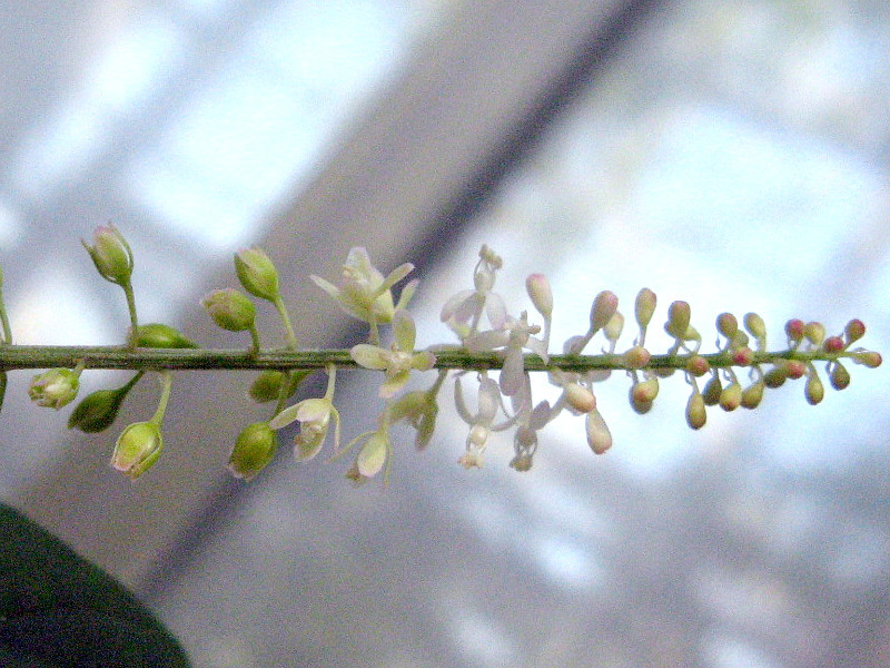 ジュズサンゴ Rivina Humilis かぎけん花図鑑