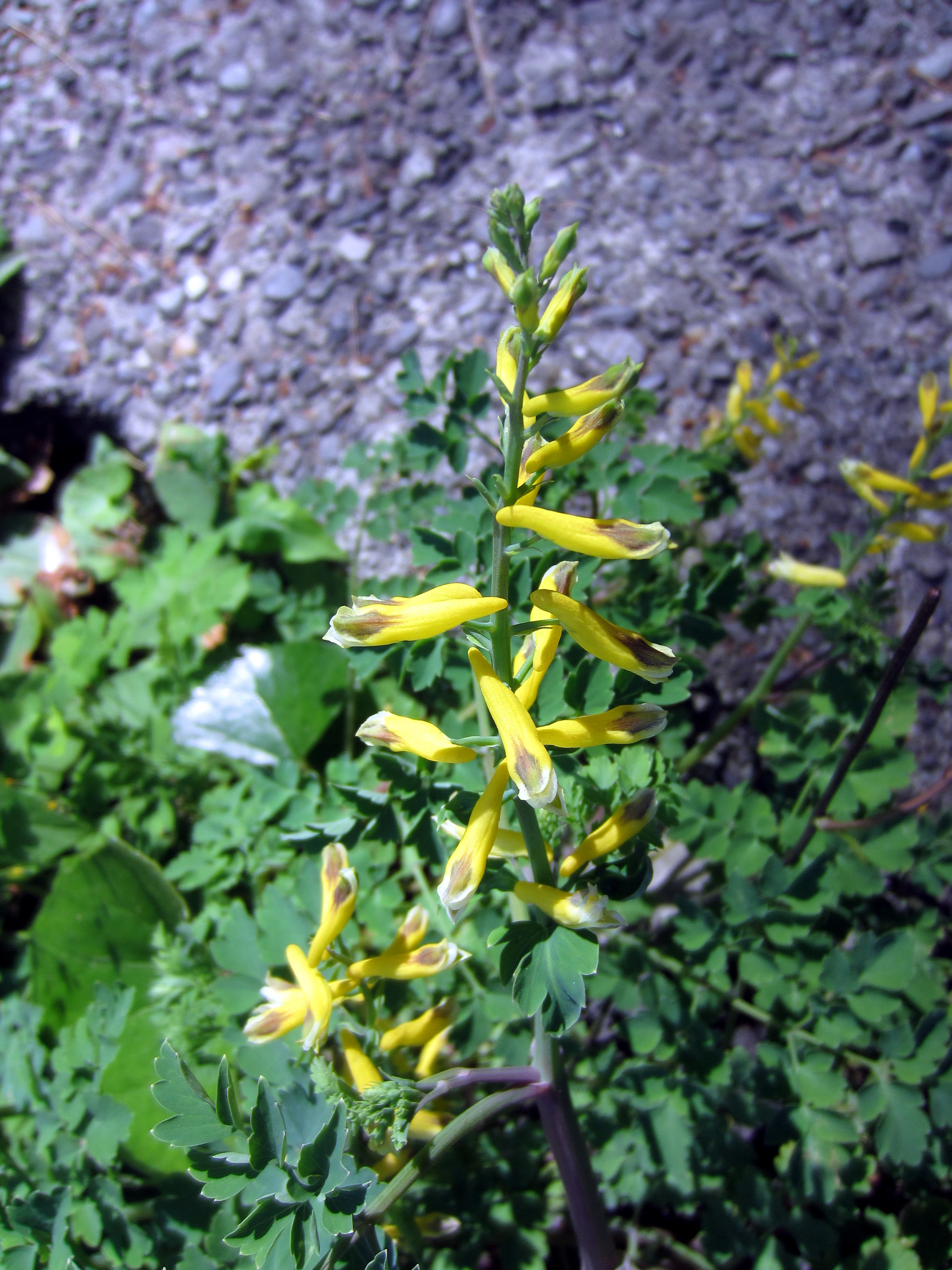 Corydalis