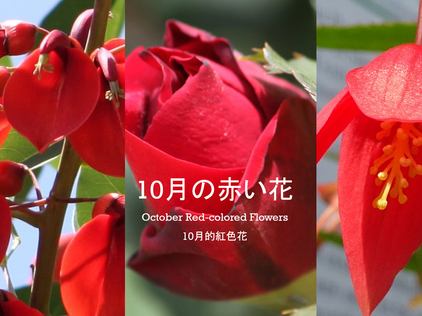 Red-colored flower of October