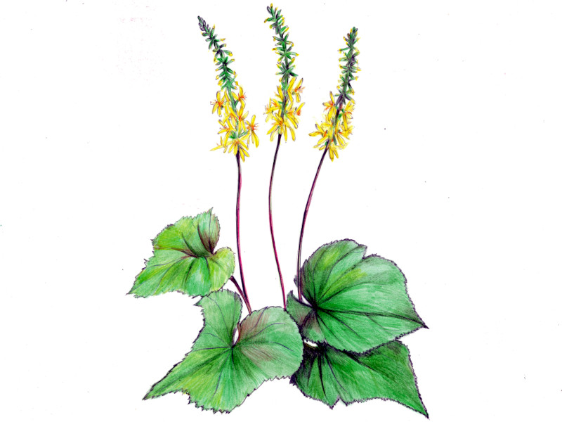 Ligularia stenocephala