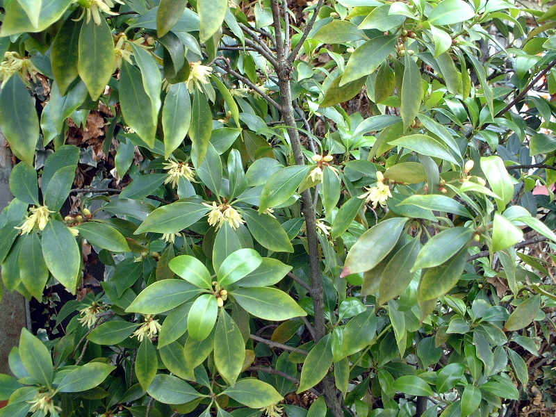 Illicium anisatum