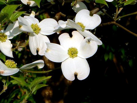 Flowering dogwood