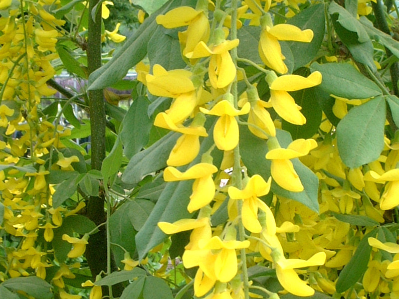 キングサリ Laburnum Anagyroides かぎけん花図鑑