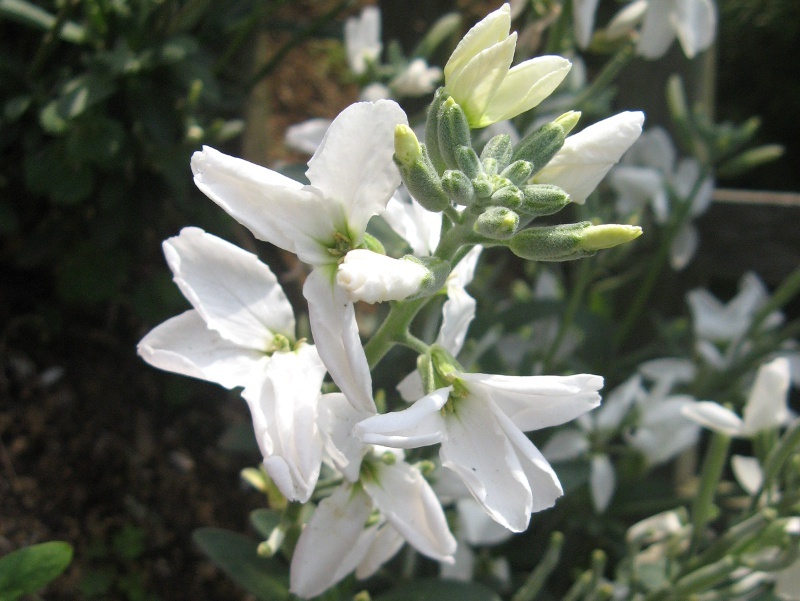 ストック Matthiola Incana かぎけん花図鑑