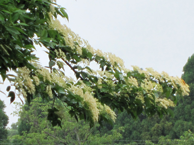 梾木 Swida Macrophylla 科技研花图画书